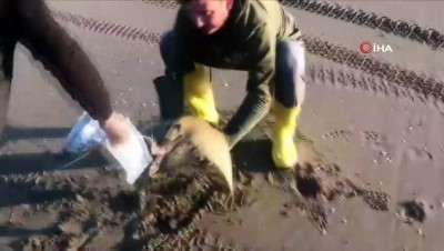 isaf -  Sahilde mandabaş vatoz bulundu Videosu