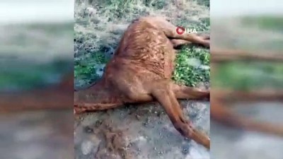 sokak kopekleri -  Otomobilin çarptığı yaralı atı hayvansever çiftçinin dikkati kurtardı Videosu