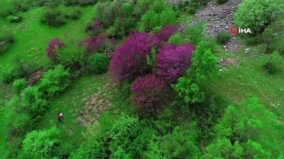 cekim -  Çiçek açan erguvan ağaçları görenleri hayran bırakıyor Videosu