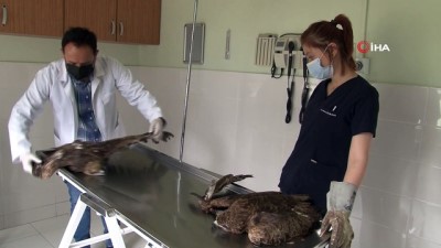 kirlangic -  Elazığ'da 4 yaralı şahin tedavi altına alındı, hayvan hastanesi başhekimi uyardı Videosu