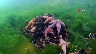 deniz ucagi -  Kocaeli Körfezi'nden belgesel tadında su altı görüntüleri Videosu