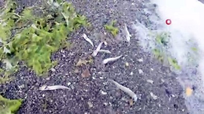 olta -  Kum Adası’nda tedirgin eden balık ölümleri Videosu