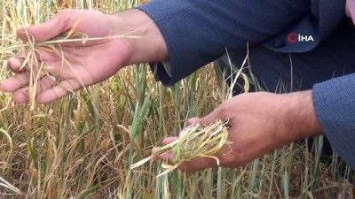 tarim arazisi -  Mardin’de çiftçilerin kuraklık çığlığı Videosu