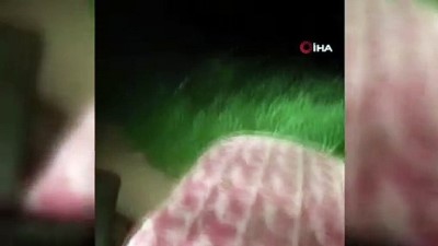  Tarlada domuz sürüsünü gören vatandaşın şaşkınlığı kamerada