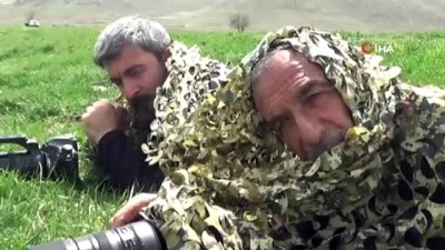 doga fotografcisi -  Akçaylak kuşu Van'da ilk kez görüntülendi Videosu