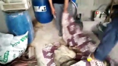 sokak kopegi -  Gaziantep'te çoban köpeğini av tüfeğiyle vurdular Videosu