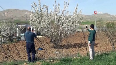  Gercüş'te çiçek açan kiraz bahçeleri gelinliği andırdı