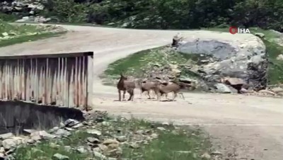  Şemdinli'de dağ keçileri görüntülendi