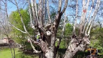 cinar agaci -  1200 yıllık dev çınara bakım Videosu