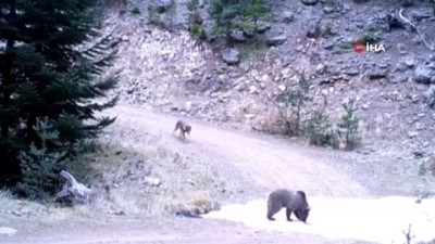  Başkent’te kurt ile ayının kovalamacası kameraya takıldı