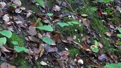 sonbahar -  Doğadan toplanan mantarlara dikkat Videosu