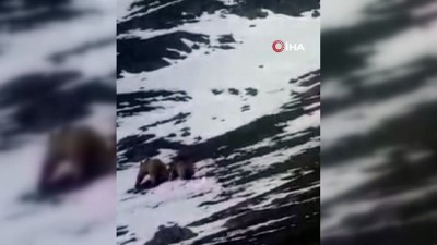  Kış uykusundan uyanarak doğaya çıkan ayılar kameraya yansıdı