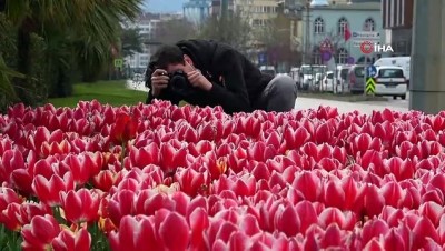  Samsun'da 200 bin lale soğanı çiçek açtı
