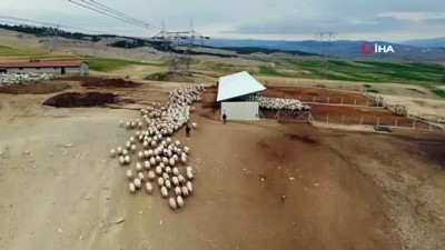  Yüzlerce kuzu anneleriyle böyle buluştu