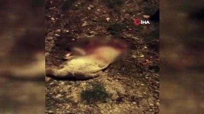 coban kopegi -  Çoban köpeklerinin öldürülmesi tepkiye yol açtı Videosu