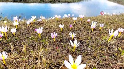 ilkbahar -  - Ağrı’da İlkbahar renk cümbüşü oluşturdu Videosu