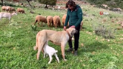 coban kopegi -  Çoban köpeğinden vefa örneği Videosu