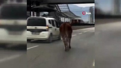 amator kamera -  İpini koparan boğa araçların arasında 10 km koşturdu Videosu