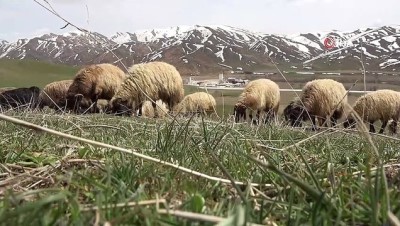  Yüksekova’da karların erimesiyle koyunlar meralara çıkmaya başladı