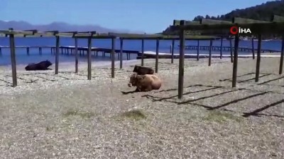 yagmurlu -  Gören dönüp bir daha baktı...Plajın tadını bu sefer inekler çıkardı Videosu