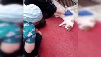 sokak kedisi -  Karaman'da yürek ısıtan görüntüler...Doğumu yaklaşan kedi diş kliniğine gelerek adeta yardım istedi Videosu