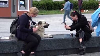  Taksim'de köpeğin turistlerle dondurma keyfi