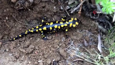 semender -  Türkiye'ye özgü endemik tür 'Benekli Anadolu Semenderi' görüntülendi Videosu