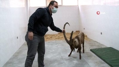 Gözleri görmeyen yaban keçisi, Aydın'da tedavi edilecek