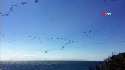  Güney’den gelen pelikanların sürü geçişi görsel şölen oluşturdu