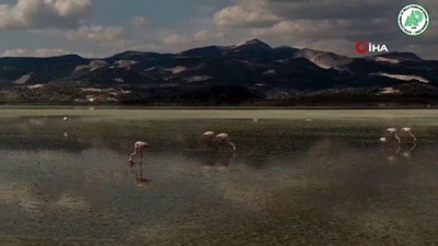 flamingo -  Yarışlı Gölü’nde flamingoların gökyüzü dansı Videosu