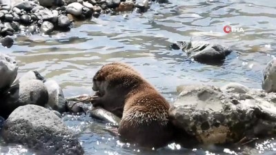  Artvin’de su samuru balık yerken böyle görüntülendi