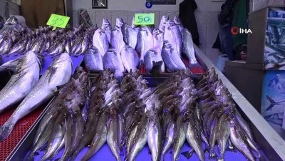 alim gucu -  Balık av sezonunda sona doğru Videosu