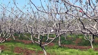 feromon -  Siirt'te fıstık bahçelerine 2 bin 295 feromon tuzağı kuruldu Videosu