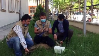 AMASYA - Yaralı bulunan karaca tedavi altına alındı