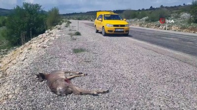  Aracın çarptığı karaca telef oldu