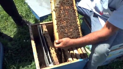  Bal arılarından Muş ekonomisine tatlı katkı