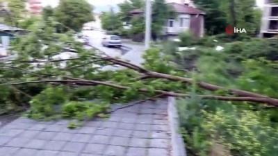  Bolu’da şiddetli fırtına ağaçları devirdi