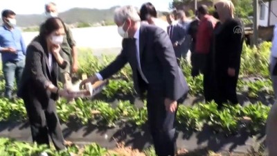 ihracat - HATAY - Büyük bir bölümü ihraç edilen Yayladağı çileğinde hasat devam ediyor Videosu