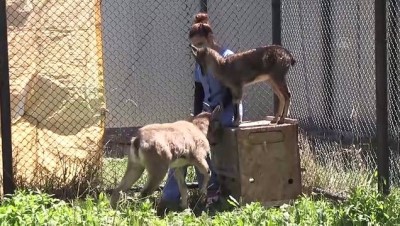 yaban kecisi - KARS - Kafkas Yaban Hayvanı Kurtarma ve Rehabilitasyon Merkezi yaban hayvanlarına şifa dağıtıyor Videosu