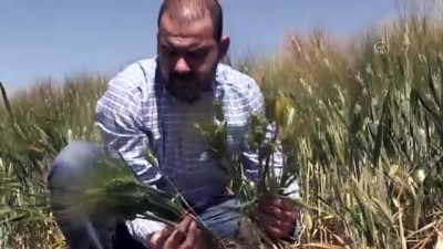 MARDİN - Güneydoğu'daki çiftçiler Cumhurbaşkanı Erdoğan'ın açıkladığı desteklerden memnun