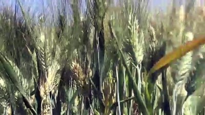 misir - SİİRT/MARDİN - Çiftçiler Cumhurbaşkanı Erdoğan'ın açıkladığı desteklerden memnun Videosu