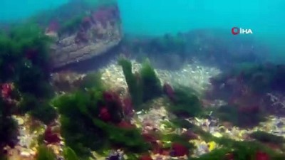 ekolojik -  Üsküdar’da denizin dibi araç lastiği doldu Videosu