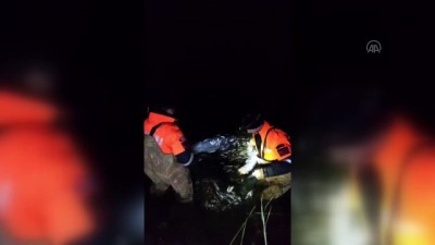av yasagi - VAN - Kaçak avlanılan 15 ton 200 kilo inci kefali suya bırakıldı Videosu