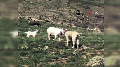 saanen -  Çoban köpeği ile kafa tokuşturan keçi Videosu