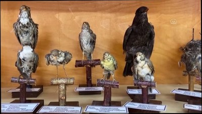 goreme - EDİRNE - 'Omurgalılar Müzesi'nde kuş tahnitleri ve omurgalıların iskeletleri sergileniyor Videosu