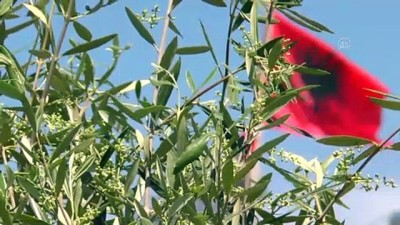 gubre - ELBASAN - TİKA'dan Arnavutluk'a zeytin fidanı ve gübre desteği Videosu