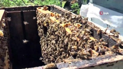 sahte bal -  Gaziantep’te arı sağımı başladı Videosu
