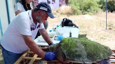 yumurta - MUĞLA - Fethiye'de tedavi edilen caretta caretta denize salındı Videosu