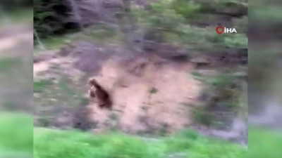 yavru ayilar -  'Şu güzelliğe bak, ben seni yerim” dediği ayı dönüp poz verdi Videosu