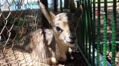 dag kecisi -  Baharla birlikte hayvanat bahçesi nüfusu artıyor Videosu